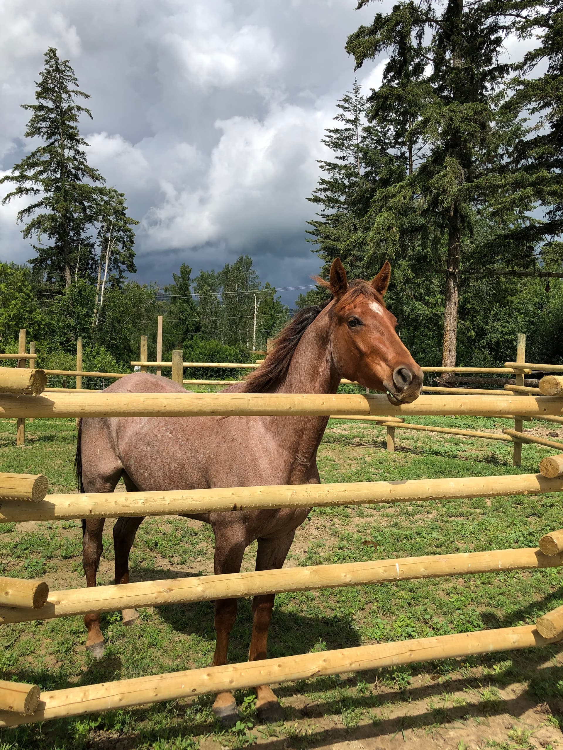 Ranch fencing with horse inside